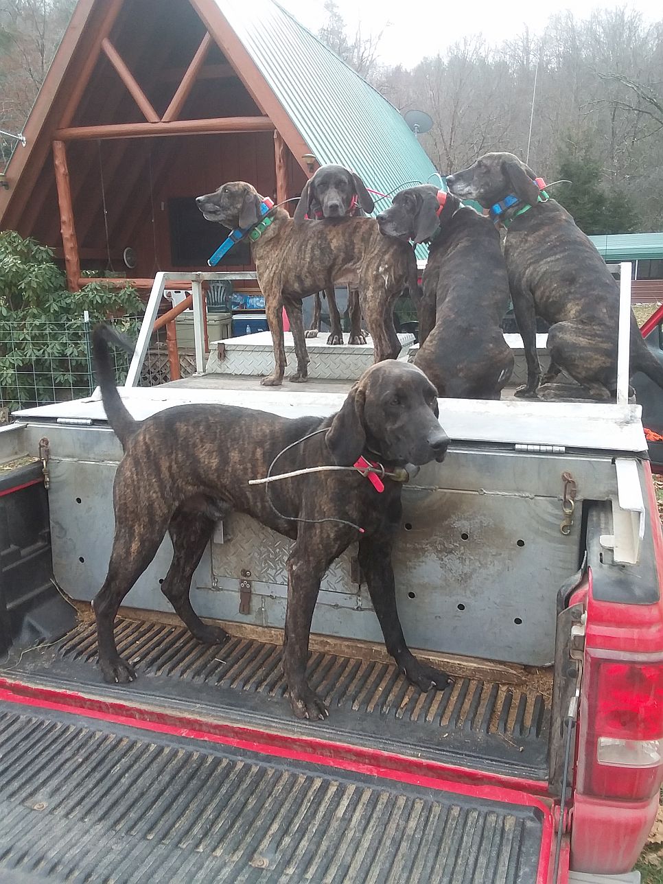 2018 Dogs