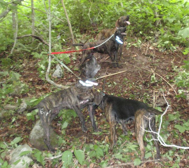 Dogs