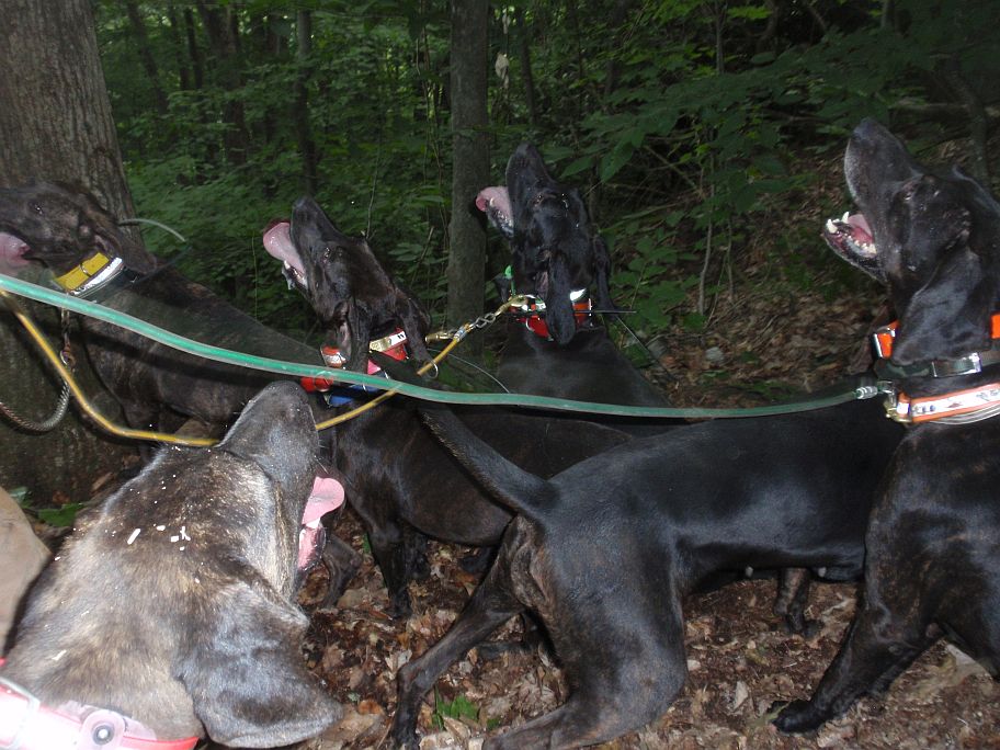 Dogs