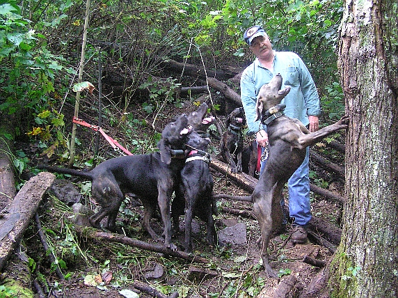 Dogs under tree