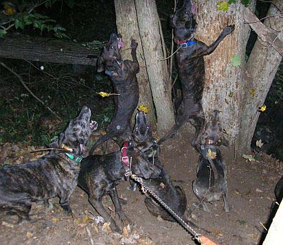 Dogs under tree