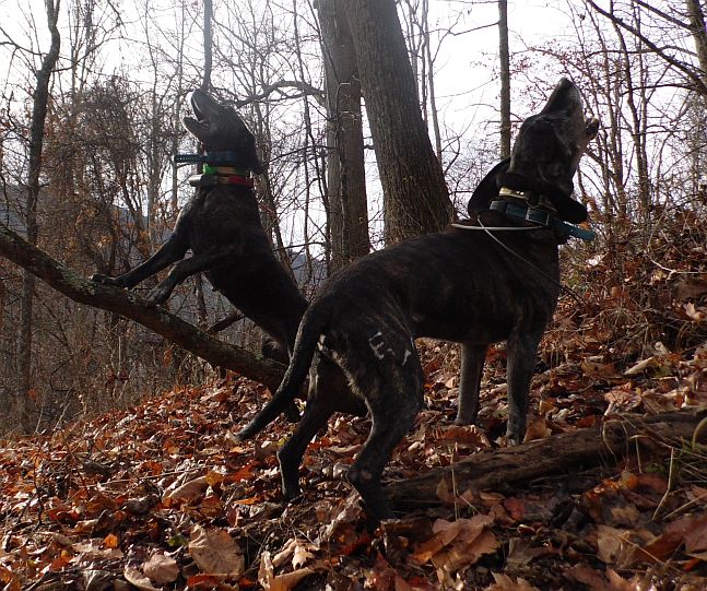 Gracie and Gus