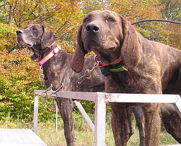 Gus II and Poncho II
