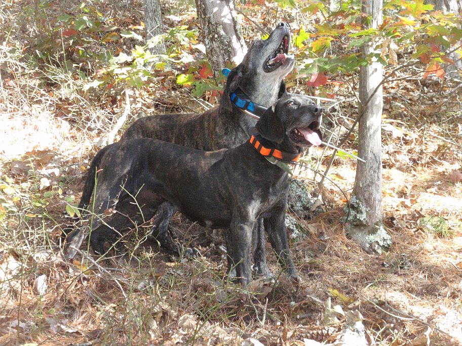 Gus II and April