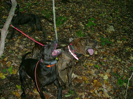 Lilly and Poncho II
