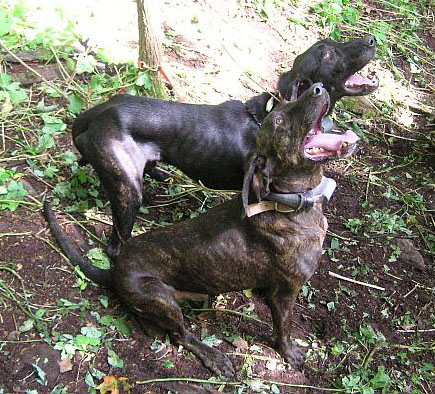 Poncho and Linus