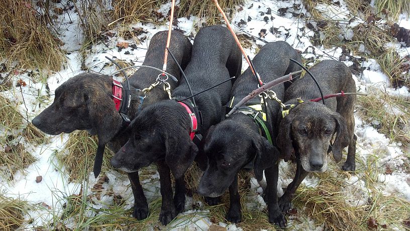 Sissy, April, Hope, and Missy