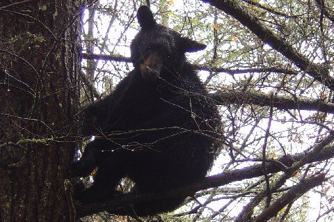October 2007 Training Season Bear