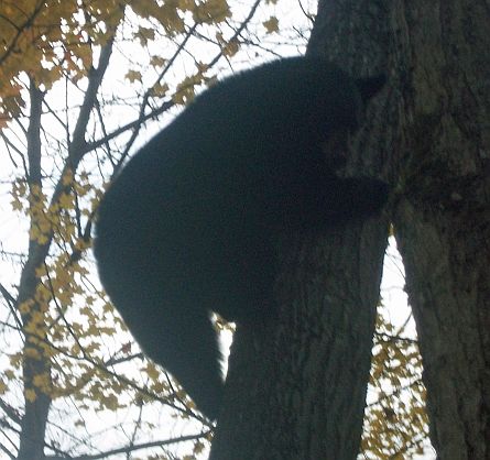 Bear October 2012