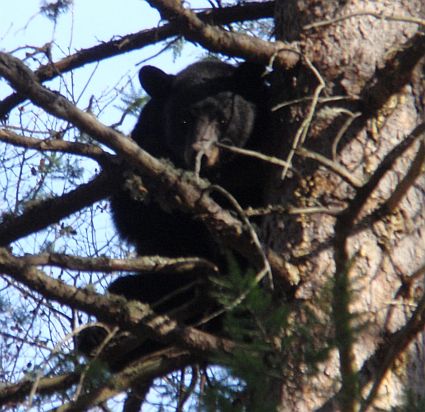 Bear October 2015
