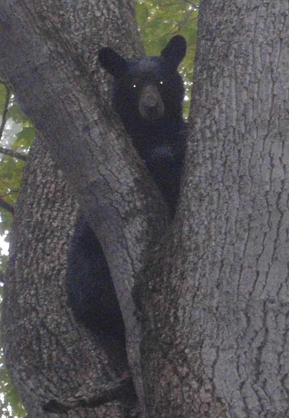 Bear October 2016