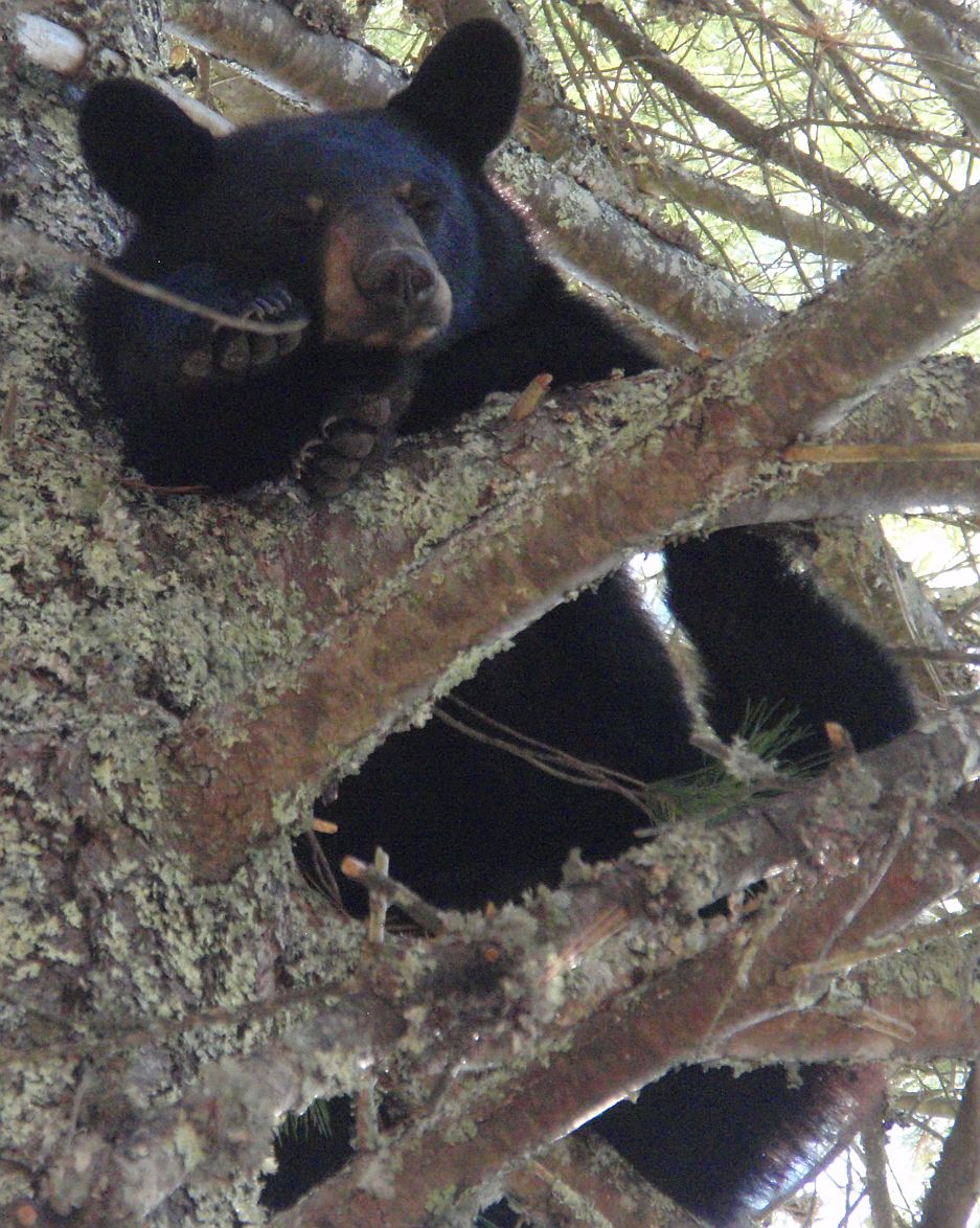 Bear October 2016