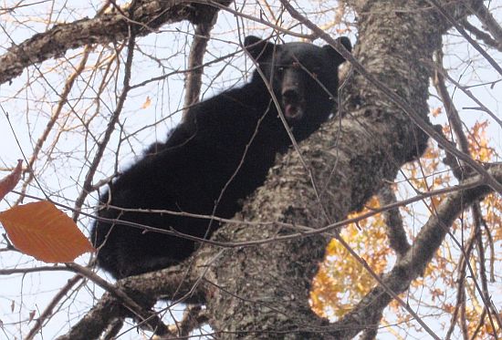 Bear 10_22_09