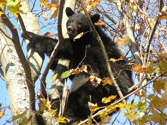 October 2003 bear