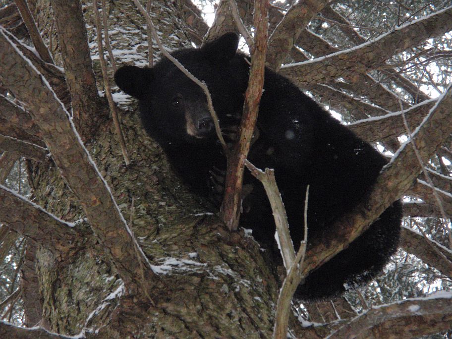 Bear 10_29_2011