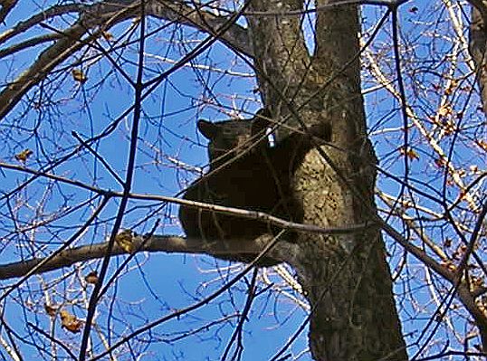 October 2006 Training Season Bear