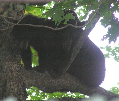 October 2007 Training Season Bear