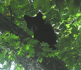 October 2007 Training Season Bear