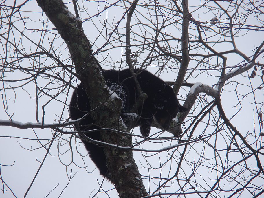 Bear 11_11_2011