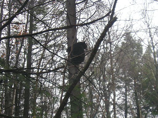 November 2007 Training Season Bear