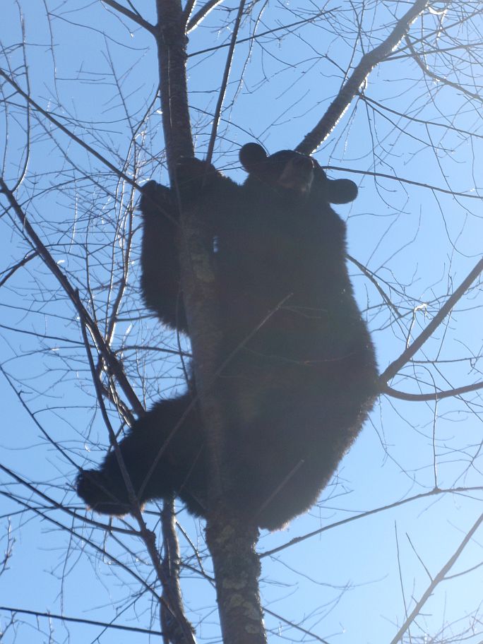 Bear 11_12_2011