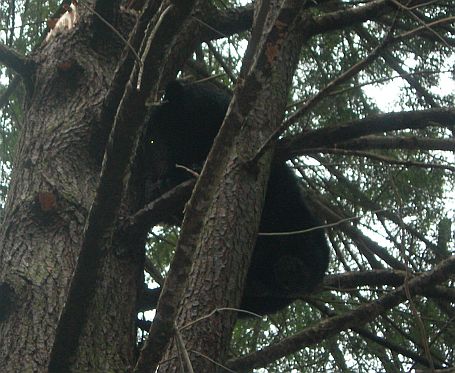 2008 Training Season Bear