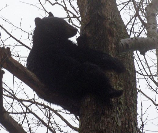 Bear November 2013