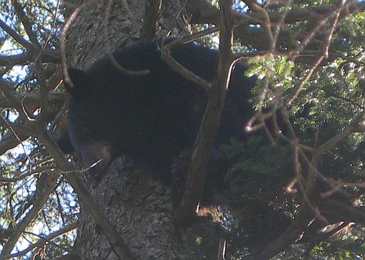 2008 Training Season Bear