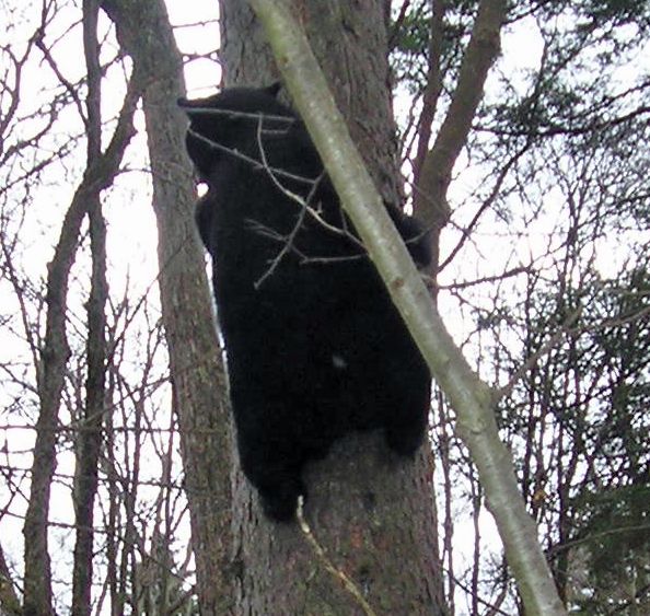 November 2006 Training Season Bear