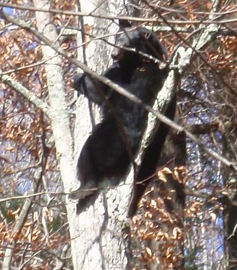 Bear 11_2_2010