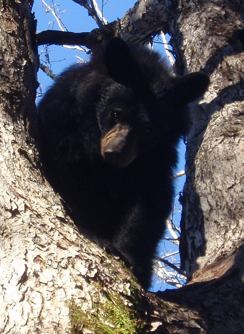 Bear November 2016