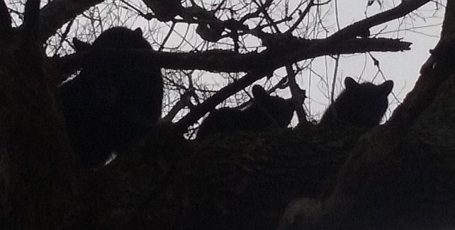 Bears November 2015