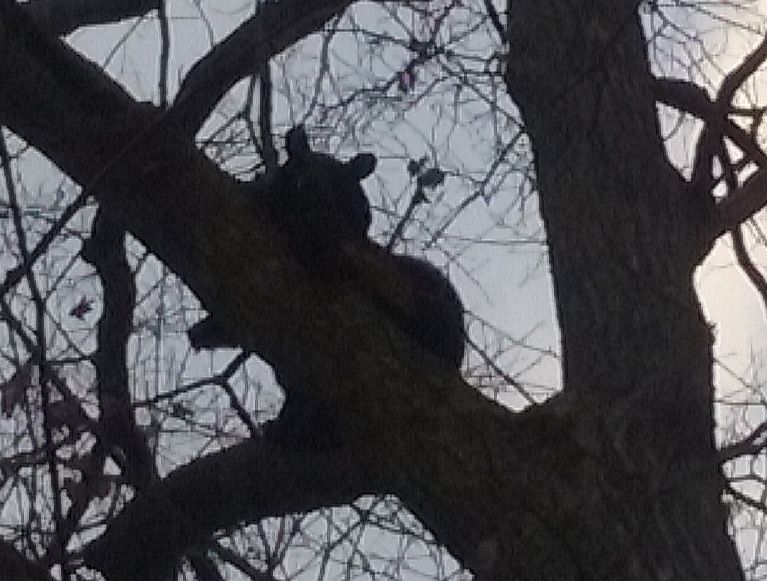Bear November 2015
