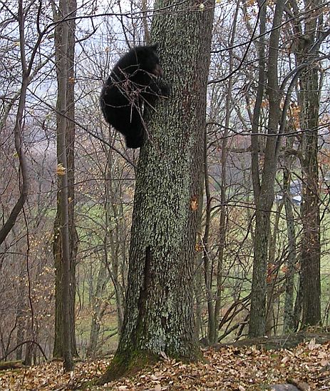 November 2006 Training Season Bear