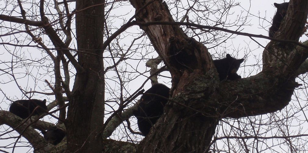 Bears December 2015