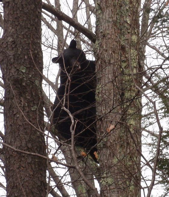 Bear December 2012