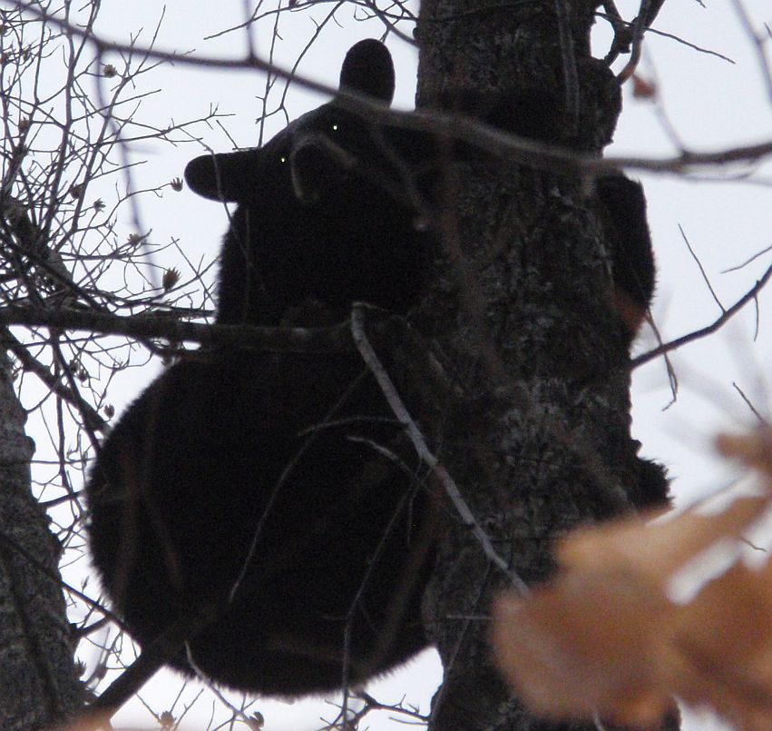 Bear December 2015