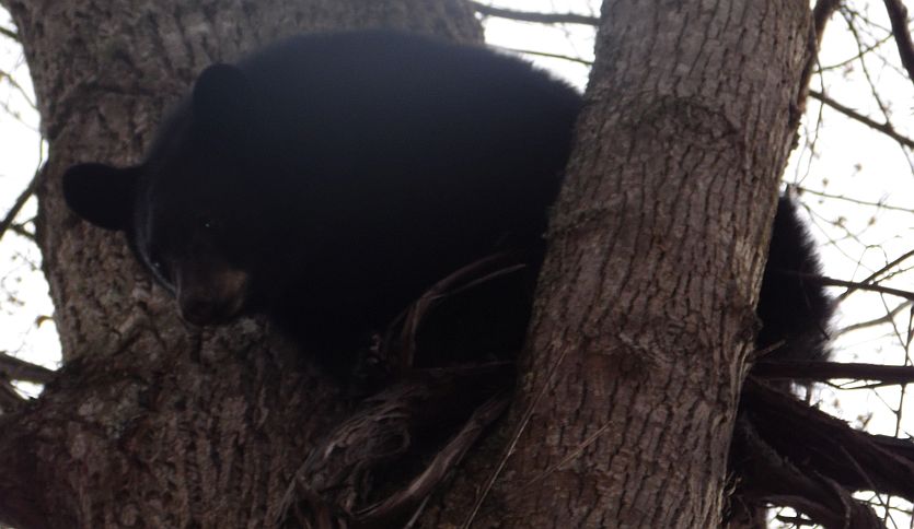 Bear December 2017