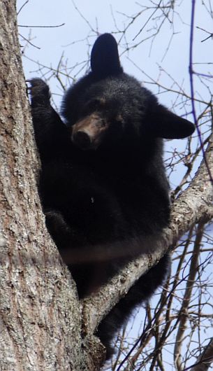 Bear December 2017