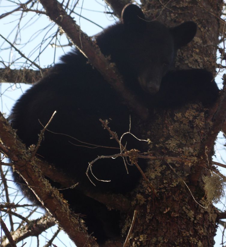 Bear December 2017