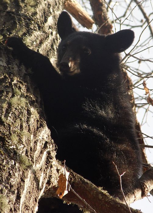Bear December 2017