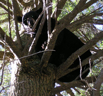 Dec 8th 2004 Bear
