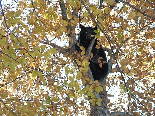2008 Training Season Bear