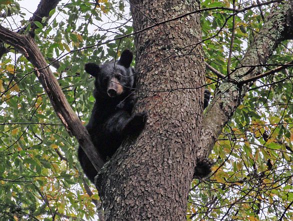 2008 Training Season Bear