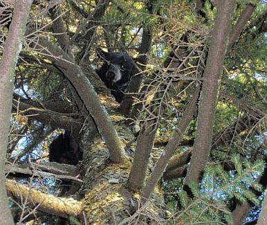2008 Training Season Bear