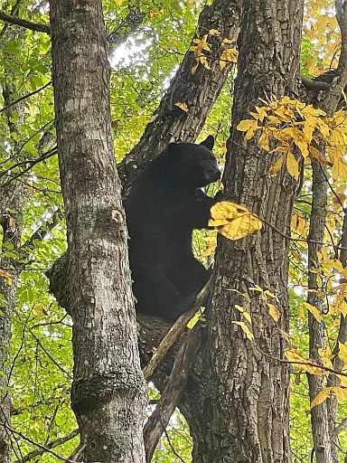 Bear 2021