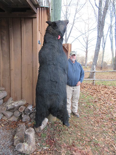 Bear 2023