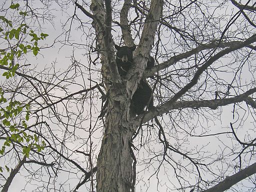 May 1st Training Season Bear