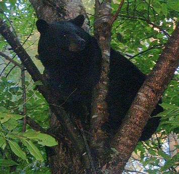 July 24th 2004 Bear