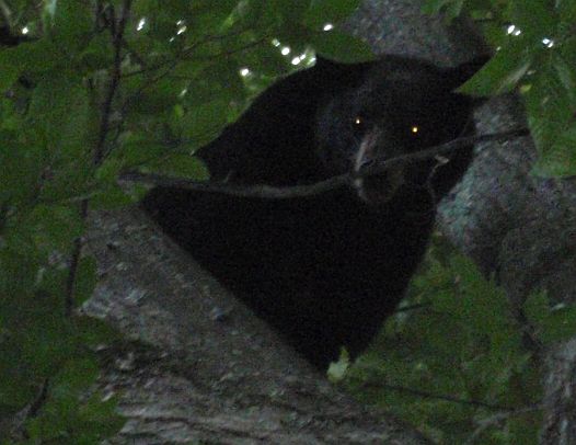 Bear July 2013